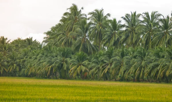 Rice fields and coconut trees — Stock Photo, Image