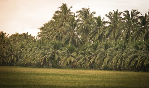 Campos de arroz y cocoteros —  Fotos de Stock