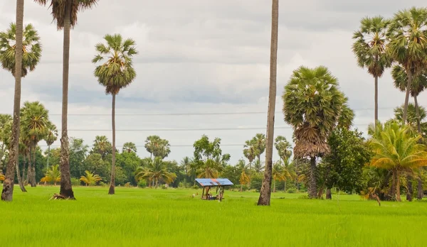 Rice fields — Stockfoto