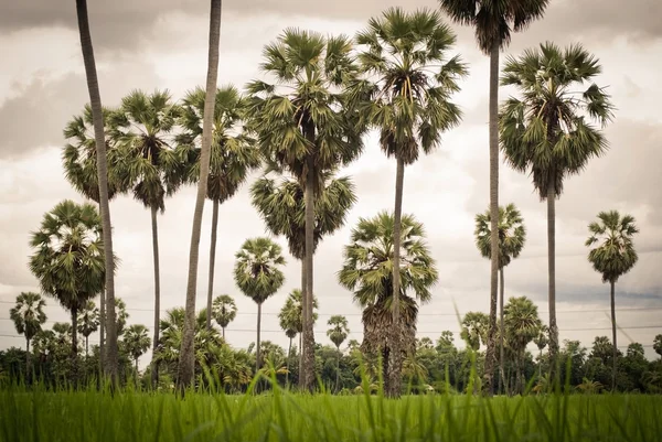 Palmbomen op een groene rijst veld — Stockfoto