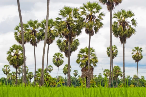 Palm trees on a green rice field — Stock Photo, Image