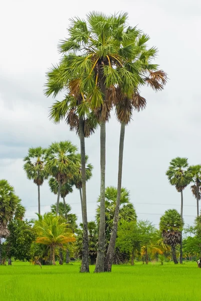 Palmbomen op een groene rijst veld — Stockfoto