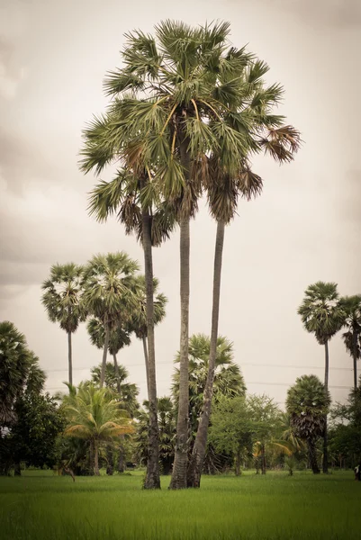 Palmen auf einem grünen Reisfeld — Stockfoto