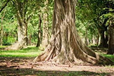 banyan orman kökleri.