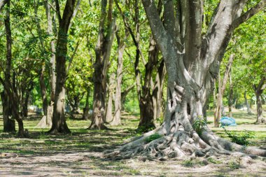 banyan orman kökleri.