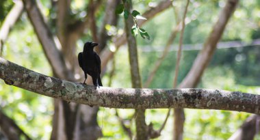karga ağaç üzerinde