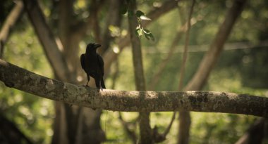karga ağaç üzerinde