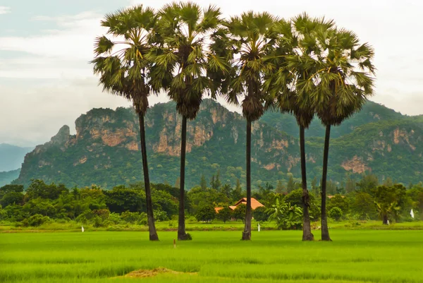 在绿色的稻田上的棕榈树 — 图库照片