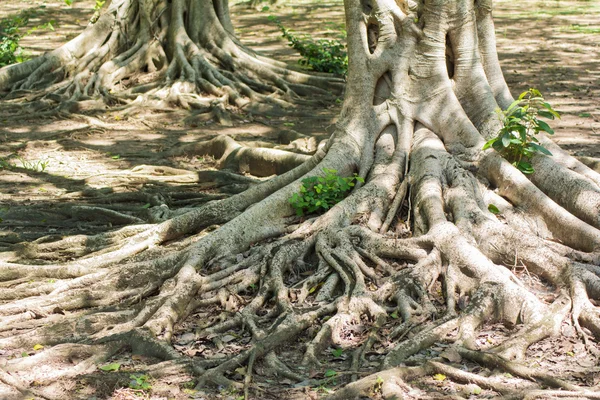 Die Wurzeln des Banyan-Waldes. — Stockfoto