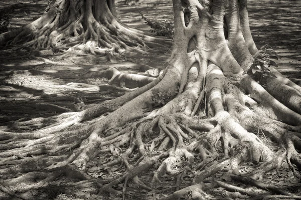 De wortels van het bos banyan. Stockafbeelding