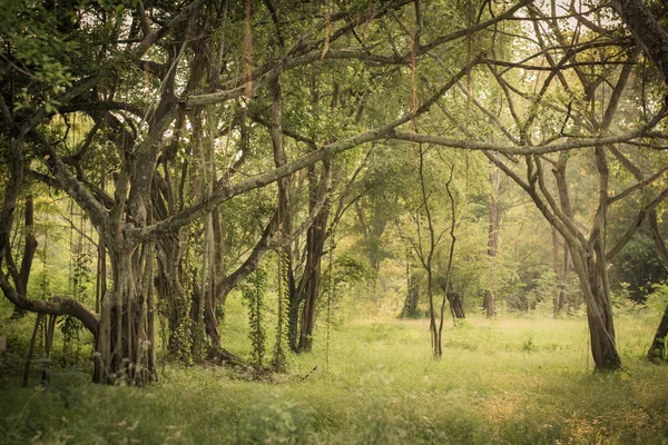 Bosque de verano —  Fotos de Stock