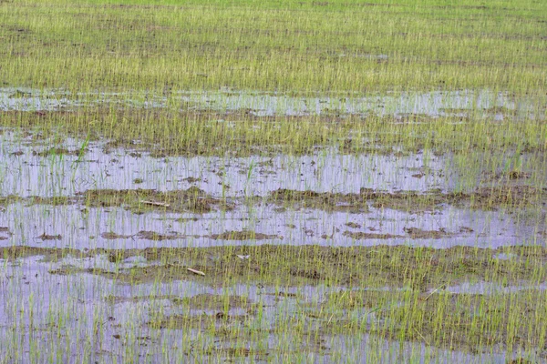 Mudas de arroz — Fotografia de Stock