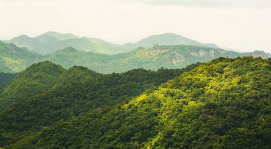 Tropical rainforest,Khao Yai National Park Thailand clipart