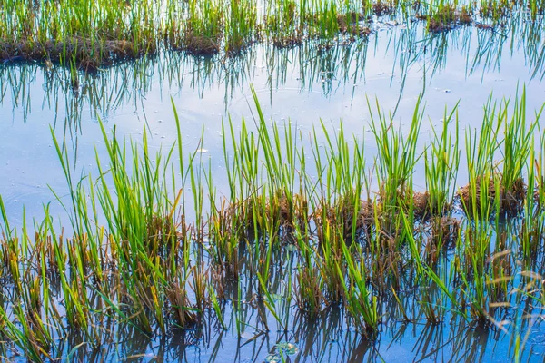 Campo de arroz justo después de la cosecha —  Fotos de Stock