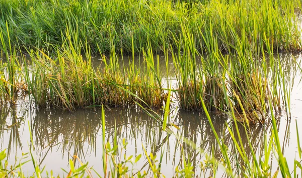 Campo di riso subito dopo la raccolta — Foto Stock