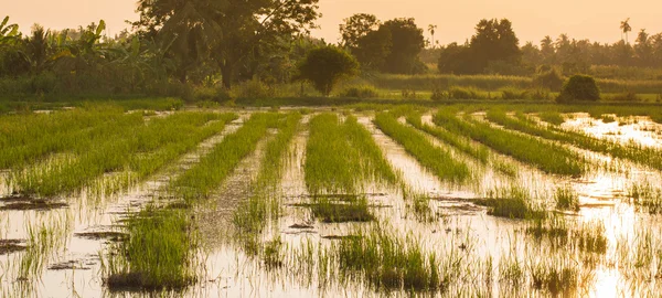 Campo de arroz al atardecer justo después de la cosecha —  Fotos de Stock