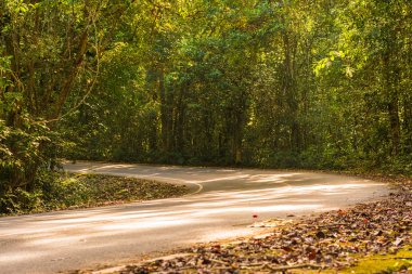 tropikal yağmur ormanları, khao yai Milli Parkı Tayland yolda