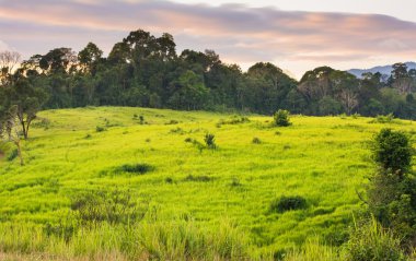 yeşil çayır, khao yai Milli Parkı Tayland