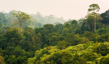 tropikal yağmur ormanları, khao yai Milli Parkı Tayland
