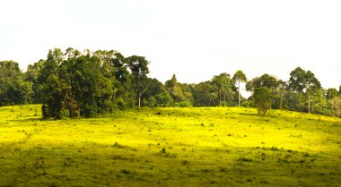 yeşil çayır, khao yai Milli Parkı Tayland