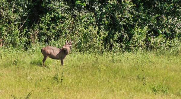 男性サンバー鹿、カオ ・ ヤイ国立公園タイ — ストック写真