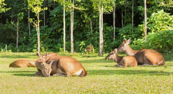 Ciervo Sambar femenino, Parque Nacional Khao Yai Tailandia — Foto de Stock