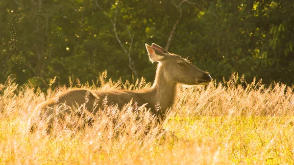 Weibliche Sambarhirsche, Khao Yai Nationalpark Thailand — Stockfoto