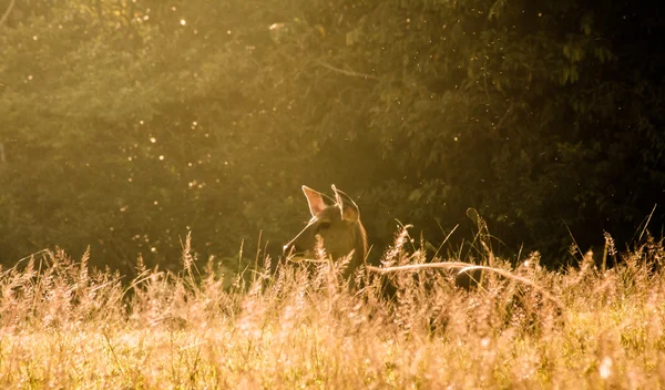 Ženské sambar deer, Thajsko Národní park khao yai — Stock fotografie