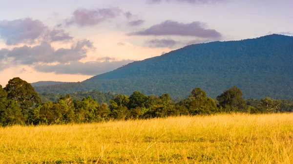 Khao yai Milli Parkı Tayland — Stok fotoğraf