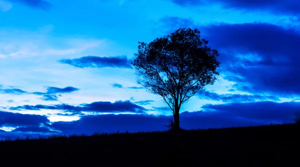 Silhouette egy fa, a khao yai nemzeti park Thaiföld — Stock Fotó