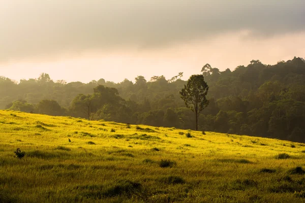 绿色的草地，考艾国家公园泰国 — 图库照片