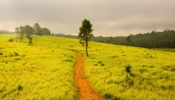 Pradera verde, Parque Nacional Khao Yai Tailandia — Foto de Stock