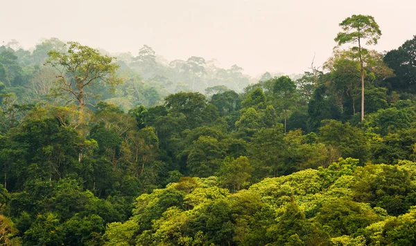 Tropisch regenwoud, khao yai nationaal park thailand — Stockfoto