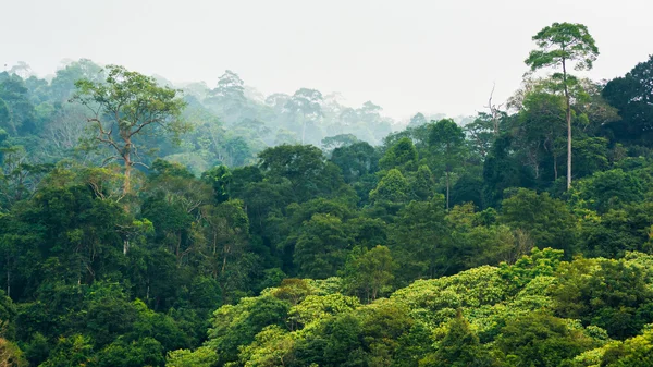 Tropischer Regenwald, Khao Yai Nationalpark Thailand — Stockfoto