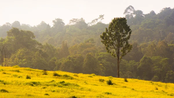 绿色的草地，考艾国家公园泰国 — 图库照片