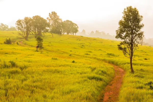 Green meadow,Khao Yai National Park Thailand — Stock Photo, Image