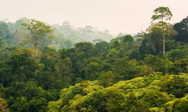 Tropisch regenwoud, khao yai nationaal park thailand Rechtenvrije Stockafbeeldingen