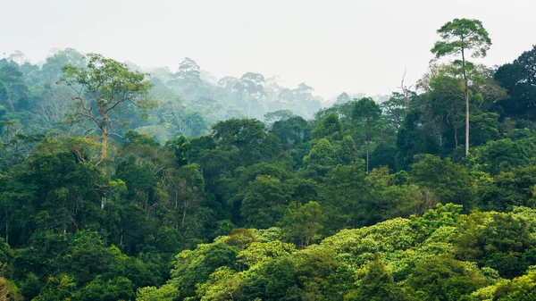 Tropisch regenwoud, khao yai nationaal park thailand Rechtenvrije Stockfoto's