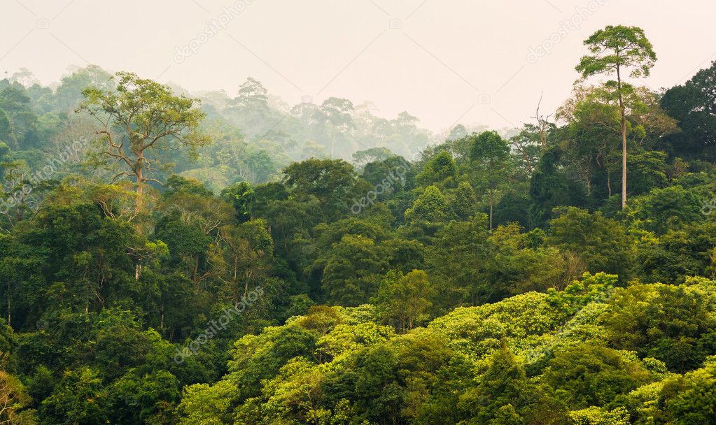tropical rainforest,Khao Yai National Park Thailand