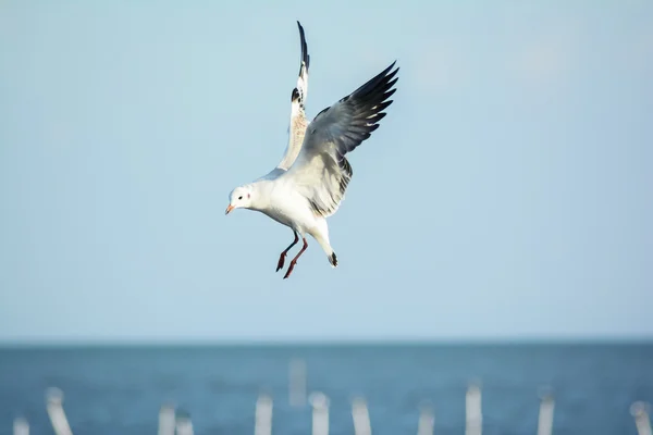 Белая чайка парит в голубом небе — стоковое фото