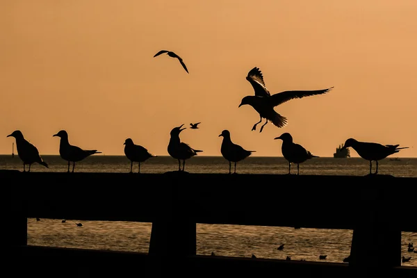 Möwe — Stockfoto