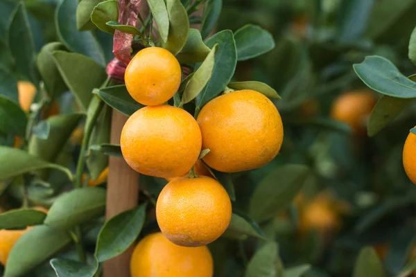 Galho laranjeira frutas folhas verdes — Fotografia de Stock