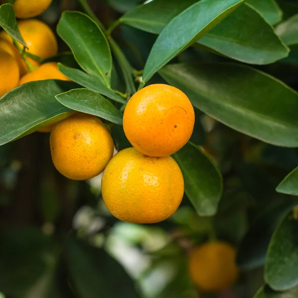 Galho laranjeira frutas folhas verdes — Fotografia de Stock