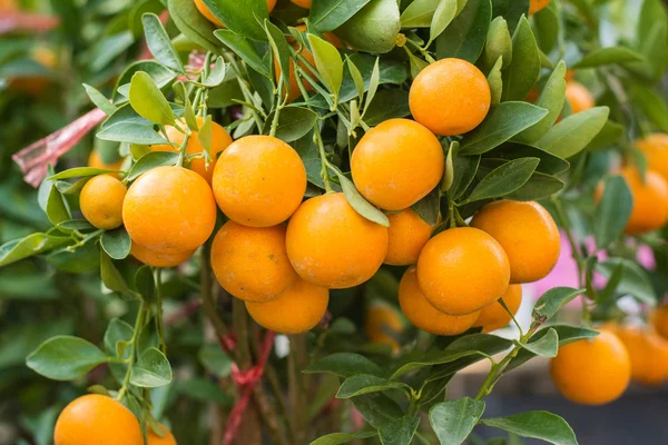 Galho laranjeira frutas folhas verdes — Fotografia de Stock