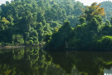 Tropikal Yağmur Ormanları