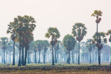palmiye ağaçları yeşil pirinç alan arka plan üzerinde