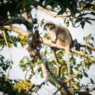 gölgeli yaprak maymun tropikal yağmur ormanları, Tayland