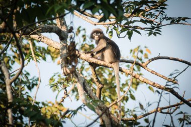 Dusky Leaf Monkey in tropical rainforests ,Thailand clipart