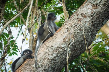gölgeli yaprak maymun tropikal yağmur ormanları, Tayland