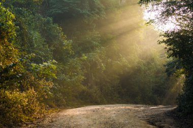 renkli sonbahar ormanda güneş ışınları